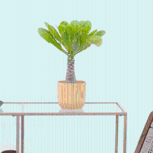 Brighamia insignis 'Hawaii Palm'   25cm