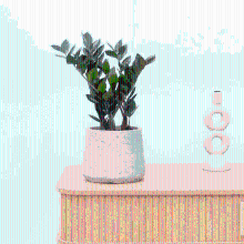 Zamioculcas   50 cm