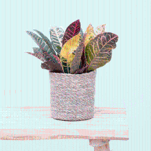 Codiaeum variegatum 'Petra'   30cm