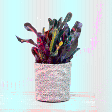 Croton Codiaeum 'Mammi' dark   30cm