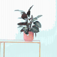 Calathea Maui Queen   35cm