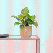 Homalomena Lemon Lime   30cm