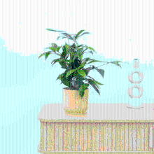 Dracaena Surculosa   40 cm