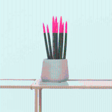 Sansevieria Cylindrica Velvet Touchz roze   25cm