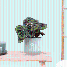Begonia Masoniana Mountain   35cm