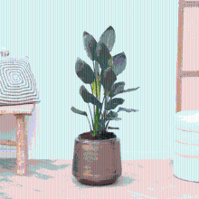 Strelitzia Reginae   100cm