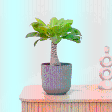 Brighamia Insignis Hawaii palm   40 cm