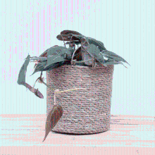 Philodendron Scandens 'Micans'   20cm