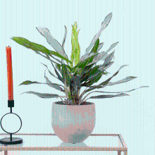 Aglaonema White Lance   40 cm