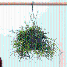 Rhipsalis Heteroclada hangplant   25 cm