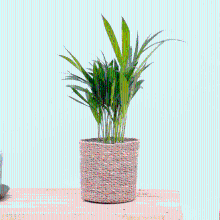 Fag Dypsis Lutescens (Areca palm)   30cm