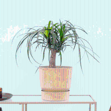 Beaucarnea   35cm