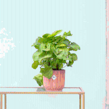Syngonium Golden Feel Green   30cm