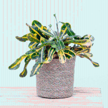 Croton Codiaeum variegatum 'Mammi'   30cm
