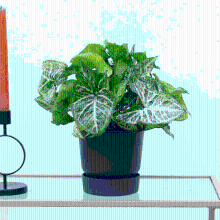 Syngonium Arrow Feel Green   30cm