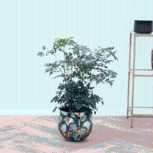 Radermachera Hainanensis   70cm