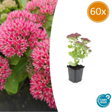 Sedum 'Herbstfreude'   20cm