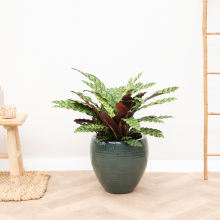 Calathea Lancifolia   100cm