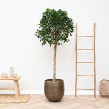 Ficus Nitida op stam   180cm