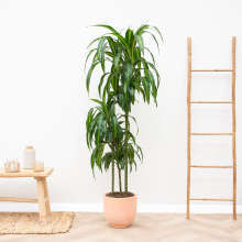 Dracaena Hawaiian Sunshine   150cm