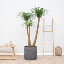 Beaucarnea Multi Stam XXL   220cm