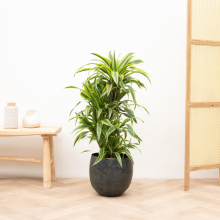 Dracaena Deremensis Lemon Lime vertakt   100cm
