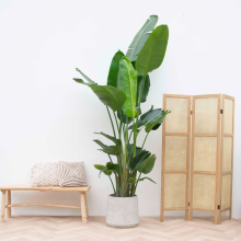 Strelitzia Nicolai XXL   250cm