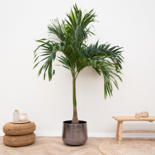 Veitchia Merrillii   210cm