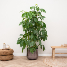 Schefflera Amate XXL   220cm