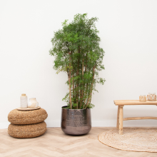Polyscias Ming vertakt   110cm
