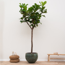 Ficus Lyrata XXXL   270cm