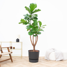 Ficus Lyrata vertakt de luxe XXXL   250 cm