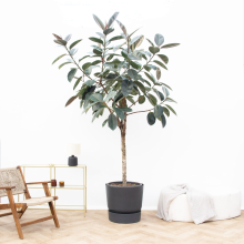 Ficus Elastica Abidjan boom   220cm