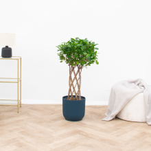 Ficus Moclame gevlochten stam   120cm