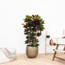 Codiaeum Petra   170cm