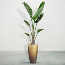 Combideal   Strelitzia Augusta inclusief zelfwaterende pot Mace Matt Honey S   225cm