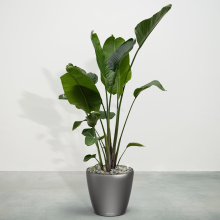 Green bubble Combideal   Strelitzia Nicolai inclusief zelfwaterende pot Joy M   200cm