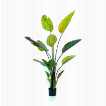 Strelitzia Nicolai Kunstplant   150 cm