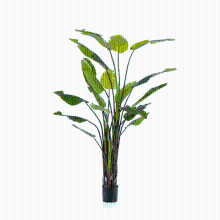 Strelitzia Nicolai Kunstplant   235 cm