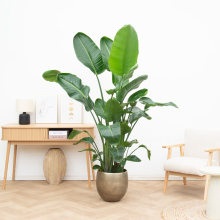 Strelitzia Nicolai XL   225cm