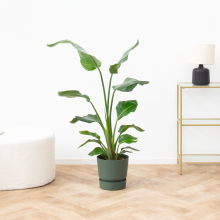 Strelitzia Nicolai   100cm