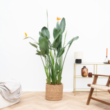Strelitzia Reginae XL de luxe   150cm