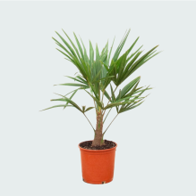 Trachycarpus Fortunei   85cm