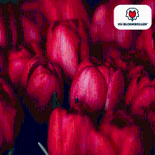 Tulpenbollen Ile de France   20 stuks