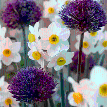 Bloembollen mix Droge tuin