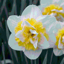 Narcisbollen Ice King