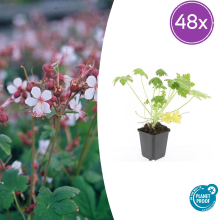 48X Geranium macr. 'Spessart'   ↕10 25cm   Ø9cm
