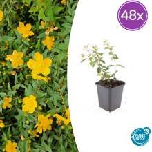 48X Hypericum dummeri 'Peter Dummer'   ↕10 25cm   Ø9cm