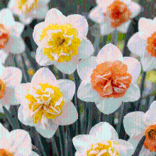Narcisbollen Macaron Bloss