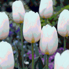Tulpenbollen Triumph White